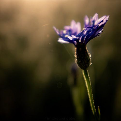 Korenbloem goudenuur