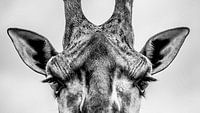 Giraffe in zwart-wit - dierenportret