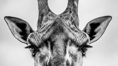 Giraffe in zwart-wit - dierenportret van Jan Hermsen