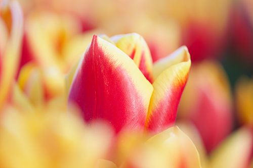 Prachtige rode gele tulp