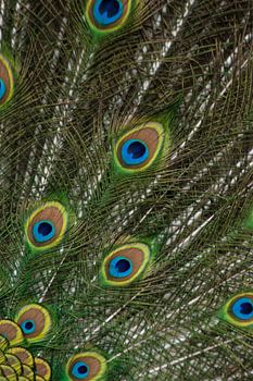 Staart van een blauwe pauw