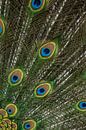 Staart van een blauwe pauw von Renate Peppenster Miniaturansicht