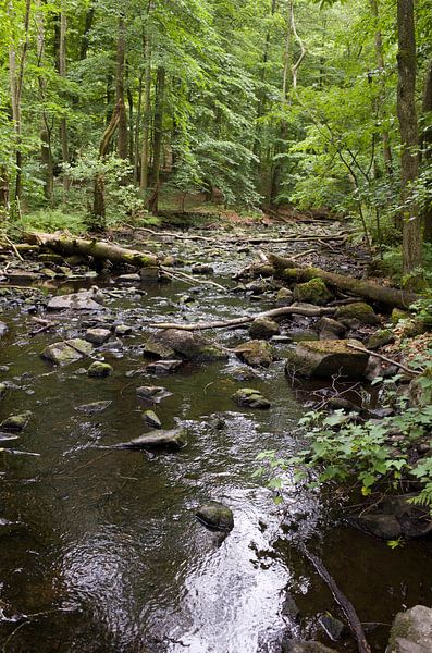 Nature in Swedish forests by Kees van Dun
