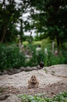 prairie dog