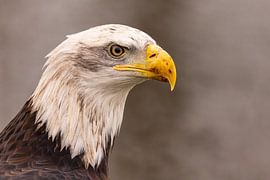 Amerikanischer Seeadler, Haliaeetus leucocephalus, auch Weißkopfseeadler genannt