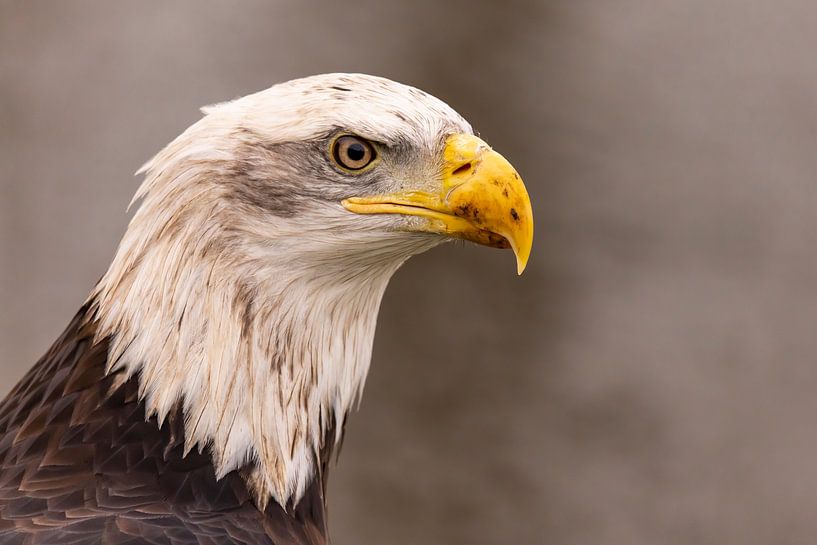 American Bald Eagle, Haliaeetus leucocephalus, aka Bald Eagle by Gert Hilbink