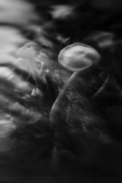 Schwarz-Weiß-Foto von Pilzen in der Natur von Chi