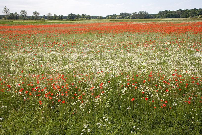 Paysage avec coquelicots et camomille. par Jim van Iterson