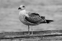 Fotografie Puur Natuur