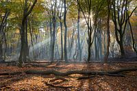 Lichtstraal in het Speulderbos