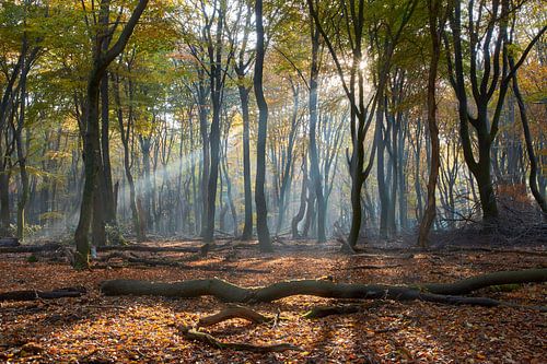 Lichtstraal in het Speulderbos van Cor de Hamer