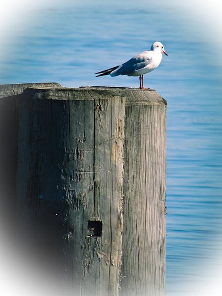 Mouette du Chiemsee par Josef Rast Fotografie
