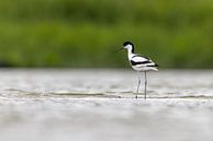 Elegante Kluut in Kalme Wateren van Thijs Schouten thumbnail