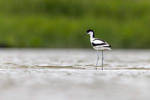 Eleganter Bläßtaucher in ruhigen Gewässern