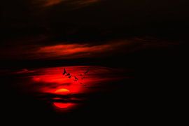 NATURE : VOL AU COUCHER DU SOLEIL