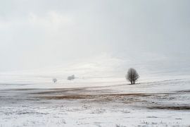 Lonely Tree in White Silence by Femea Stille Landschappen