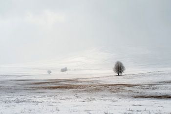 Eenzame Boom in Witte Stilte