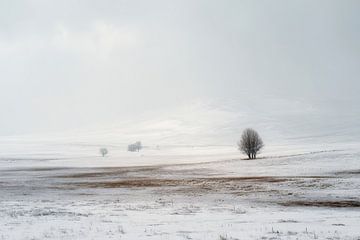 Einsamer Baum in weißer Stille