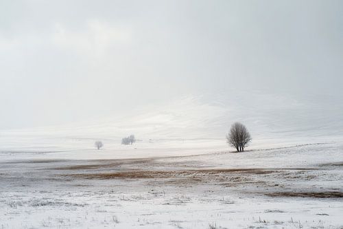 Arbre solitaire dans le silence blanc
