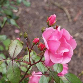 Linda Scherpenisse Profile picture