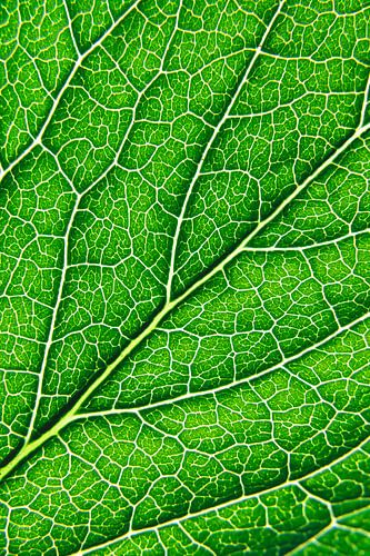 Lijnen van het leven