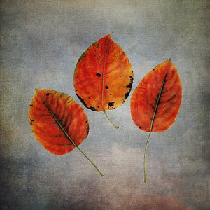 Drei Blätter in Herbstlaune II
