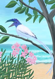 White-throated Magpie-Jay by Aliya Putrus