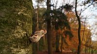 Mushroom on a tree