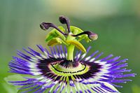 Passion Flower