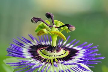 Passion Flower by MMFoto