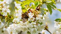 Een bosbordspel Vlinder op de bloesem van een kersenboom