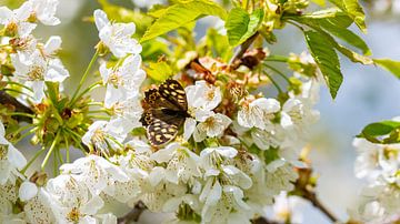 Een bosbordspel Vlinder op de bloesem van een kersenboom van David Esser