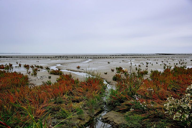 Mudflats by Frank's Awesome Travels