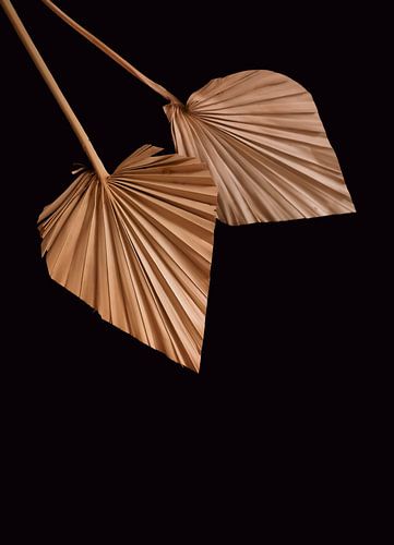 Palm leaves on black