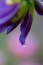 Nahaufnahme einer blau-violetten Iris (Schwertlilie) von Tot Kijk Fotografie: natuur aan de muur Miniaturansicht