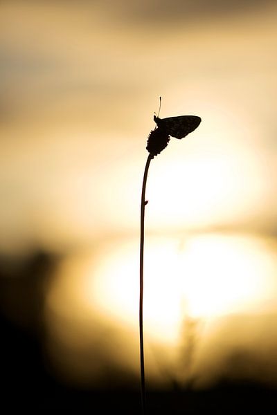 Zilveren Maan bij zonsopkomst van Erik Veldkamp