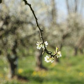 Obstgarten von Esther Leijten-Kupers