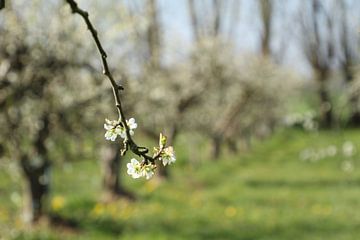 Orchard sur Esther Leijten-Kupers