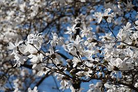 Blooming star magnolias against a blue sky by Ulrike Leone
