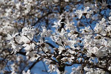 Magnolias étoilés en fleurs sur fond de ciel bleu sur Ulrike Leone