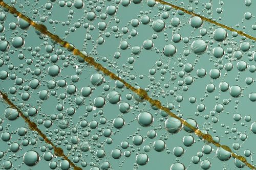 Eem abstracte close - up uit de natuur