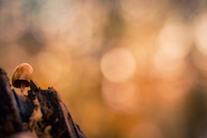 Sunlight 1 by peterheinspictures