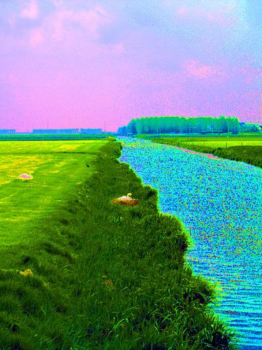 Broedende zwaan aan waterkant