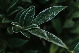 Winterwunderland in den Niederlanden von Marloes Floor