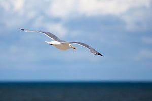 Vrij als een vogel