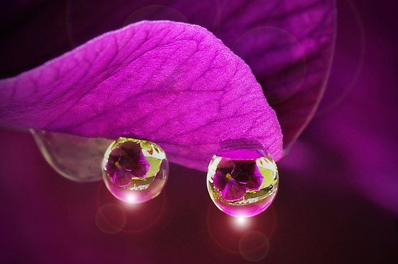 DROPLETS, REFLECTIONS AND SUNLIGHT by Mieke van der Beek
