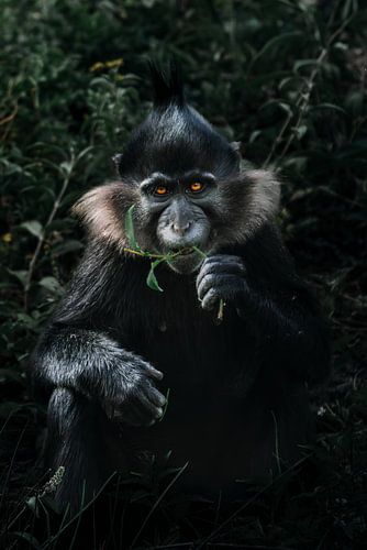 Etende Kuifmangabey (kleur)