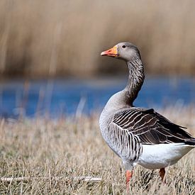 Grauwe gans van Arjen van den Broek