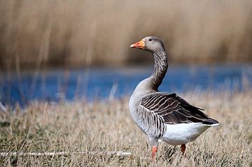 Greylag goose by Arjen van den Broek