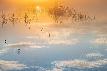 reflection, water, sun reeds